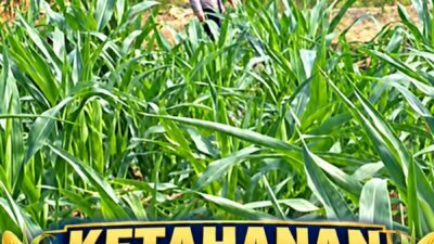 Mendukung Program Ketahanan Pangan, Bhabinkamtibmas Monitoring Pertumbuhan Jagung