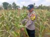 Dukung Astacita Presiden Ri, Kanit Binmas Polsek Kenduruan Polresta Tuban Cek Perkembangan Tanaman Jagung Milik Petani .