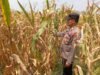 Polisi Polsek jenu Polres Tuban Turun ke Ladang, Dampingi Petani Jagung Dukung Ketahanan Pangan