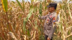 Polisi Polsek jenu Polres Tuban Turun ke Ladang, Dampingi Petani Jagung Dukung Ketahanan Pangan