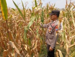 Polisi Polsek jenu Polres Tuban Turun ke Ladang, Dampingi Petani Jagung Dukung Ketahanan Pangan