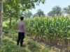 Dukung Ketahanan Pangan Nasional, Polsek Tambakboyo Monitoring Lahan Jagung Binaan