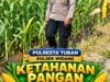 Mendukung Program Ketahanan Pangan, Bhabinkamtibmas Monitoring Pertumbuhan Jagung