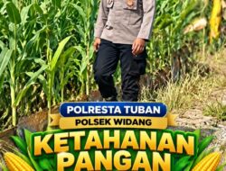Mendukung Program Ketahanan Pangan, Bhabinkamtibmas Monitoring Pertumbuhan Jagung