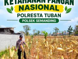 *Polri Dukung Astacita, Polsek Semanding Polresta Tuban Turun Cek Tanaman jagung milik Warga di Desa Jadi