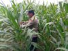Dukung Astacita Presiden, Polmas Polsek Kenduruan Polresta Tuban Pantau Perkembangan Tanaman Jagung Petani di Desa Jamprong