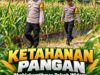 Mendukung Program Ketahanan Pangan, Bhabinkamtibmas Monitoring Pertumbuhan Jagung