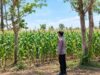 Dukung Asta Cita Presiden, Bhabinkamtibmas Polsek Tambakboyo Monitoring Lahan Jagung Binaan