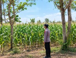 Dukung Asta Cita Presiden, Bhabinkamtibmas Polsek Tambakboyo Monitoring Lahan Jagung Binaan