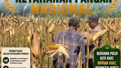 Perkuat Ketahanan Pangan Nasional, Aipda Mariyono Bersama Warga Ngujuran Panen Jagung Raya