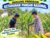 Polsek Palang Dukung Ketahanan Pangan Nasional Melalui Pemantauan Lahan Jagung