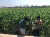 Dukung Program Ketahanan Pangan Nasional, Bhabinkamtibmas Desa Rhee Sambangi Petani Jagung di Dusun Penyampang