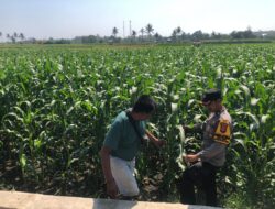 Dukung Program Ketahanan Pangan Nasional, Bhabinkamtibmas Desa Rhee Sambangi Petani Jagung di Dusun Penyampang