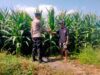 Dukung Asta Cita Presiden RI, Bhabinkamtibmas Desa Motong Dampingi Petani Jagung dan Dorong Optimasi Pekarangan Pangan