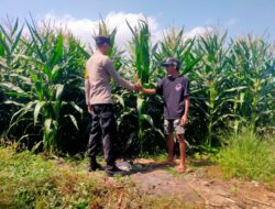 Dukung Asta Cita Presiden RI, Bhabinkamtibmas Desa Motong Dampingi Petani Jagung dan Dorong Optimasi Pekarangan Pangan