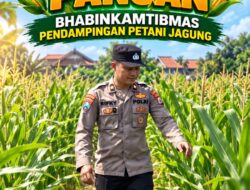 Mendukung Program Ketahanan Pangan, Bhabinkamtibmas Monitoring Pertumbuhan Jagung