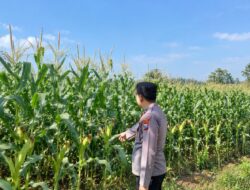 Dukung Ketahanan Pangan Nasional, Bhabinkamtibmas Polsek Tambakboyo Cek Lahan Jagung Binaan Menjelang Panen