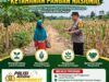 POLMAS DESA MARGOREJO PANTAU PERTUMBUHAN JAGUNG DI DESA BINAAN