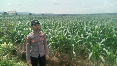 Anggota Polsek Singgahan Polresta Tuban Turun Cek Tanaman jagung Warga di Desa Lajo Lor