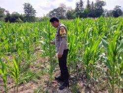 Dukung Ketahanan Pangan Nasional, Bhabinkamtibmas Buin Baru Pantau Perawatan Tanaman Jagung Warga di Buer