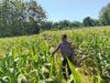 DUKUNG KETAHANAN PANGAN! Polsek Jatirogo Cek Lahan Jagung Warga Desa Demit