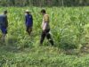 Anggota Polsek Singgahan Polresta Tuban Turun Cek Tanaman jagung Warga di Desa Lajo Kidul