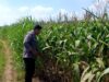 Polsek Parengan Polresta Tuban Pantau Lahan Jagung Warga Desa Pacing Dukung Program Astacita