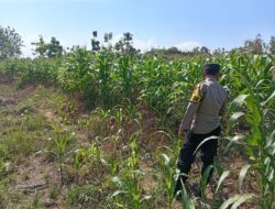 Kawal Swasembada Pangan, Polsek Jatirogo Pantau Langsung Tanaman Jagung di Paseyan