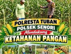 Bhabinkamtibmas Polsek Senori Polresta Tuban Lakukan Pemantauan Tanaman Jagung Warga Desa Wanglukulon Guna Mendukung Program Ketahanan Pangan