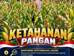 Mendukung Program Ketahanan Pangan, Bhabinkamtibmas Monitoring Pertumbuhan Jagung