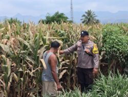 Bhabinkamtibmas Desa Leu pantau perkembangan jagung, dukung ketahanan pangan
