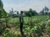 Anggota Polsek Singgahan Polresta Tuban Turun Cek Tanaman jagung Warga di Desa Mulyorejo