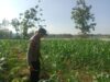 Polsek Tuban Dukung Ketahanan Pangan Nasional, Pantau Pertumbuhan Tanaman Jagung