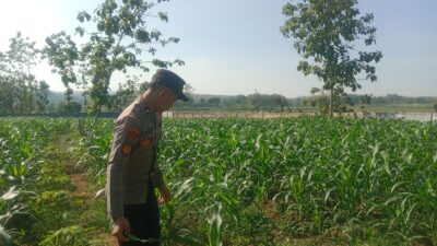 Polsek Tuban Dukung Ketahanan Pangan Nasional, Pantau Pertumbuhan Tanaman Jagung