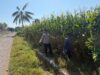 Dukung Swasembada Pangan Presiden RI, Bhabinkamtibmas Desa Pukat Dampingi Petani Cek Perkembangan Tanaman Jagung