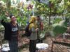 Sinergi Babinsa, PPL dan Poktan Mekar Sari 1 Dorong Pertanian Produktif