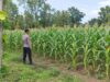 Dukung Ketahanan Pangan Nasional, Bhabinkamtibmas Polsek Tambakboyo Monitoring Lahan Jagung Binaan