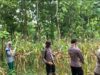 Anggota Polsek Singgahan Polresta Tuban Turun Cek Tanaman jagung Warga di Desa Mulyoagung