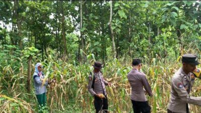 Anggota Polsek Singgahan Polresta Tuban Turun Cek Tanaman jagung Warga di Desa Mulyoagung